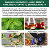 Chlorophyll Gummies