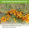 Organic Omega-7 Sea Buckthorn